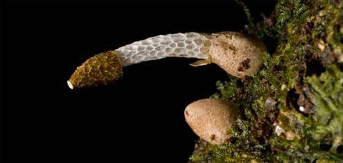 <i>Phallus drewesii</i>. Фото с сайта species.asu.edu