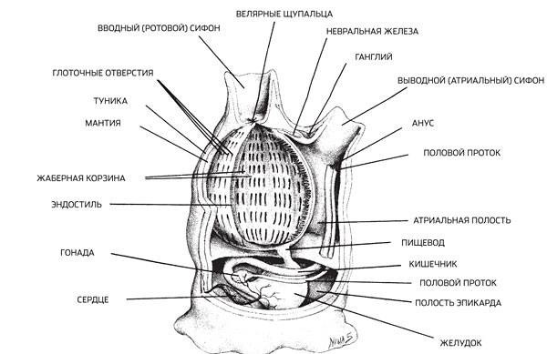 Изображение: «Популярная механика»