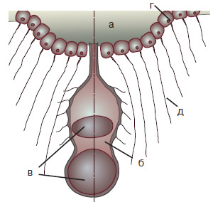 Рис. 1. Инерциальный датчик медузы. К телу медузы (а) прикреплен полый вырост (б) с двумя кристалликами (в). Датчик окружают чувствительные клетки (г) с волосками (д), которые регистрируют колебания «маятника». Изображение: «Химия и жизнь»