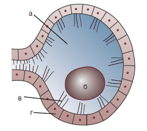 Рис. 3. Инерциальный датчик паукообразных: полость, заполненная жидкостью (а), кристаллик (б), чувствительные волоски (в), рецептор (г). Изображение: «Химия и жизнь»