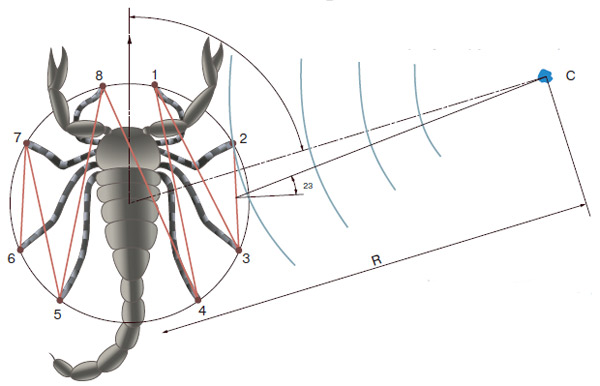 Рис. 5. Скорпион берет пеленг на цель, сравнивая сигналы от разных ног. Изображение: «Химия и жизнь»