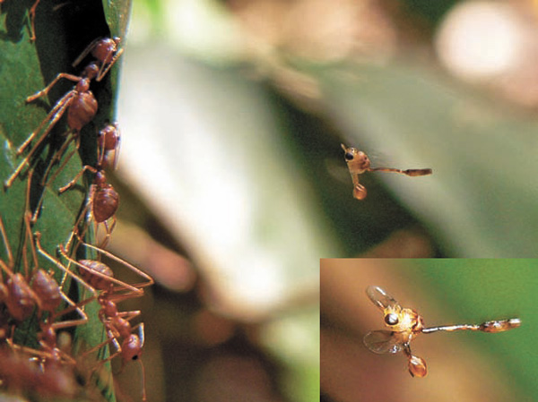 Оса-хальцид наблюдает за муравьями. В нижнем оса-хальцид крупным планом
