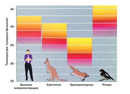 Температура тела у разных животных. Красным показаны пределы нормы, жёлтым — летальная температура.