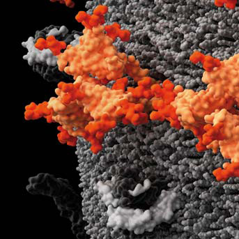 Вирус иммунодефицита человека