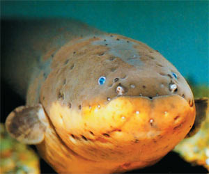 Электрический угорь способен генерировать электричество напряжением до 550 В. Фото: «Наука и жизнь»