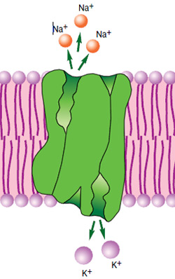 Фермент Na/К-АТФаза работает по принципу челнока, выкачивая из клетки три иона Na и закачивая два иона К для восстановления работоспособности. Изображение: «Наука и жизнь»