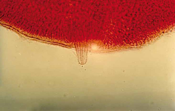 Не описанный ранее вид ленточного паразита у питона Бёлена. Увеличение х400. Виден край членика червя, окрашенный квасцовым кармином, его половой орган (циррус), который выглядит как полупрозрачный сосочек