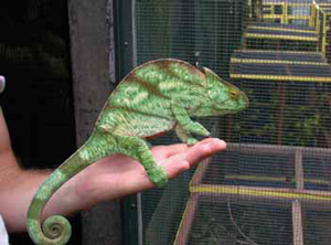 Хамелеон Парсона — обитатель террариума