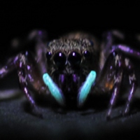 Флуоресцирующая паучиха