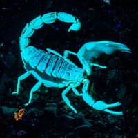 Скорпион флуоресцирует в ультрафиолете
