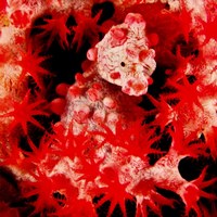 Морской конек-пигмей Hippocampus bargibanti