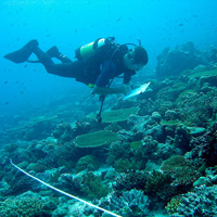 <b>Рис. 1.</b> Ник Грэм проводит учет площади покрытия и численности кораллов