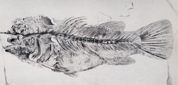 Рис. 4. Ископаемая рыба (Cyclopoma spinosum) из книги Л. Агассиса «Recherches sur les Poissons Fossiles» (1833–43)