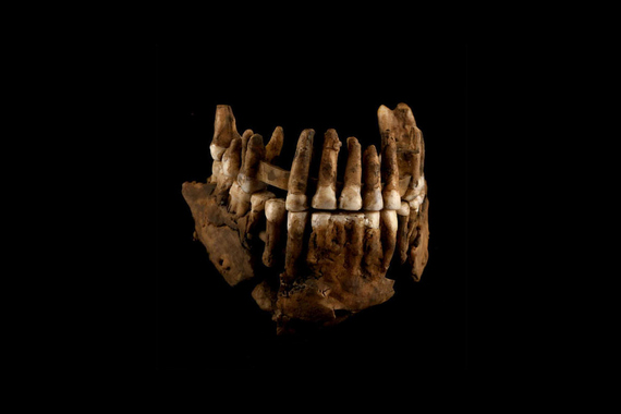 Челюсть неандертальца Торина