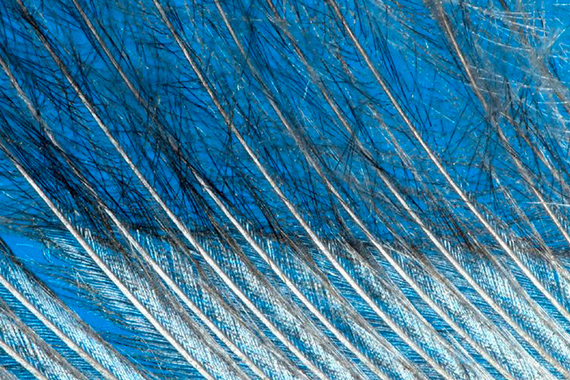 Структура пера