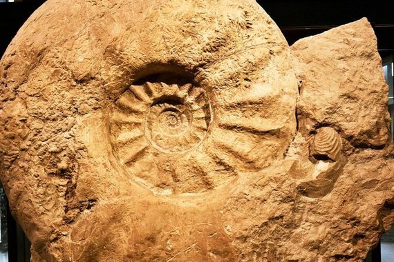 Аммонит в Мюнстере