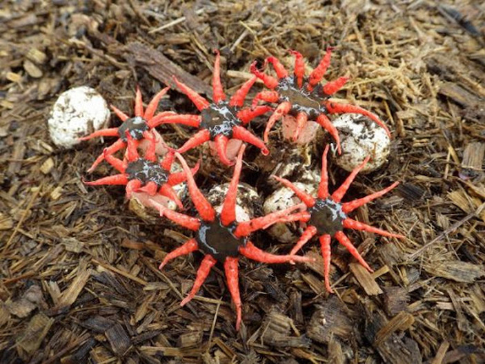 Гриб Aseroë coccinea