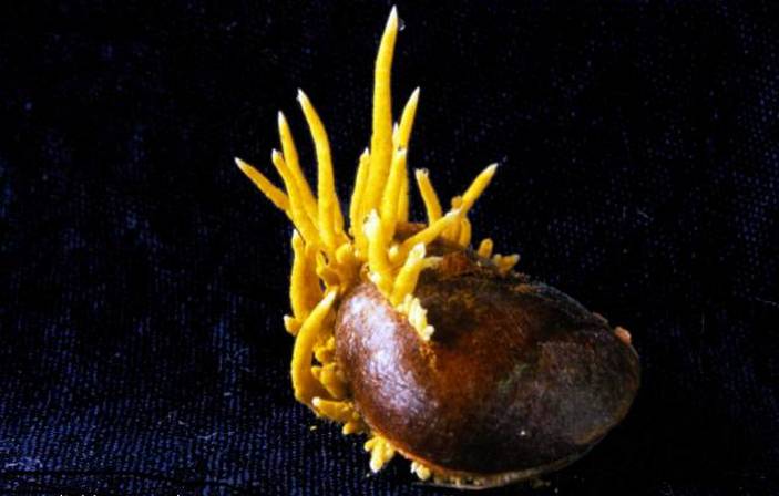 Коремии растут из семени