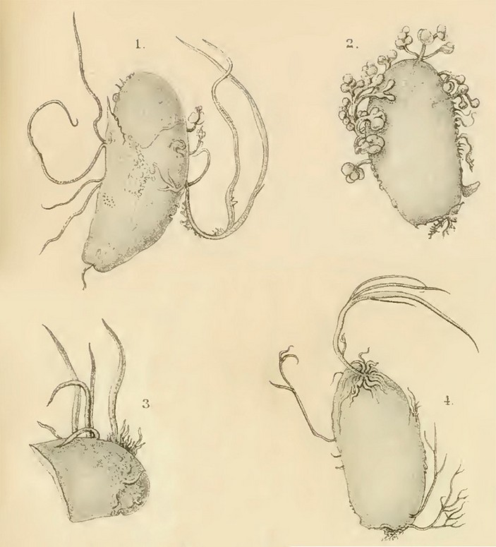 Рисунок Penicilliopsis clavariiformis