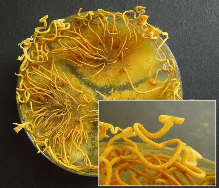 Penicilliopsis clavariiformis в лаборатории