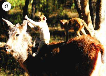 Макаки на замбаре