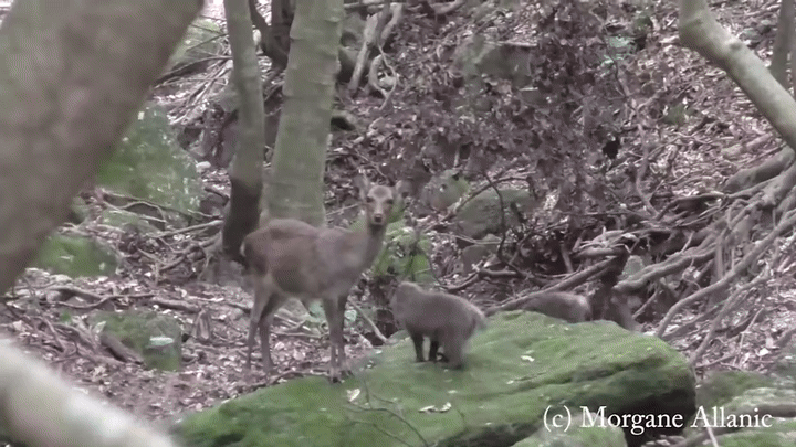 Макаки прыгают на оленя