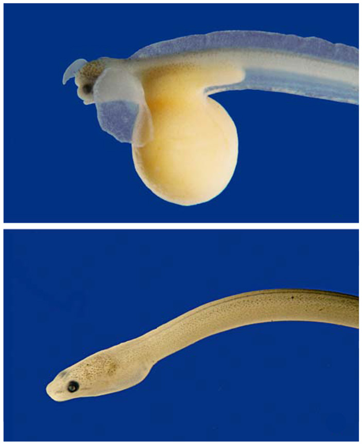 Рис. 1. Грудные плавники личинки бразильского ложноугря Synbranchus lampreia