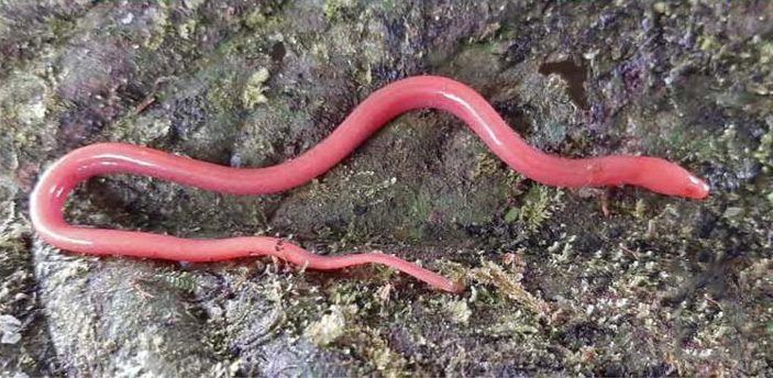 Рис. 4. Живой экземпляр ложноугря Ophisternon berlini