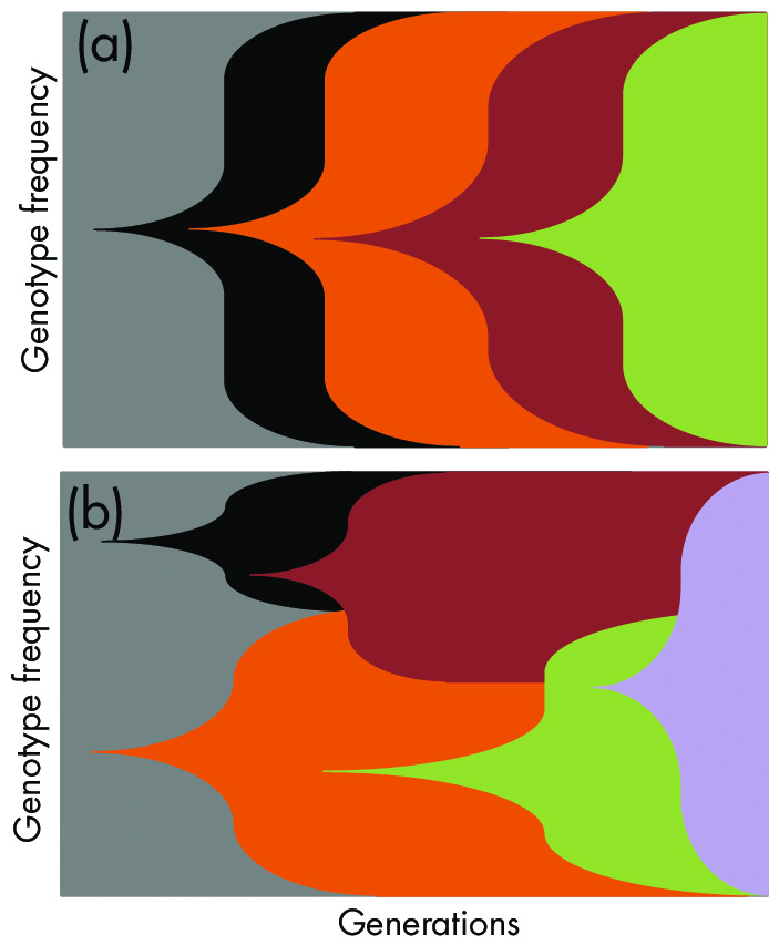 Рис. 2. График Мюллера, показывающий последовательность генотипов со временем