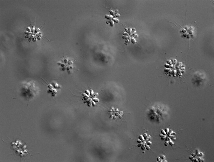 Воротничковый жгутиконосец Salpingoeca rosetta