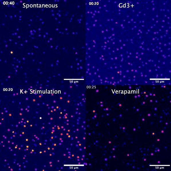 Рис. 2. Интенсивность кальциевого тока у Salpingoeca rosetta