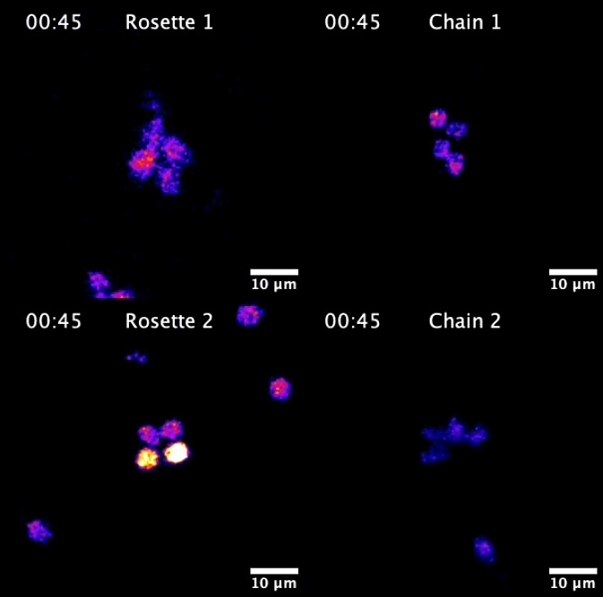 Рис. 4. Синхронные и асинхронные ответы в виде кальциевых токов у Salpingoeca rosetta