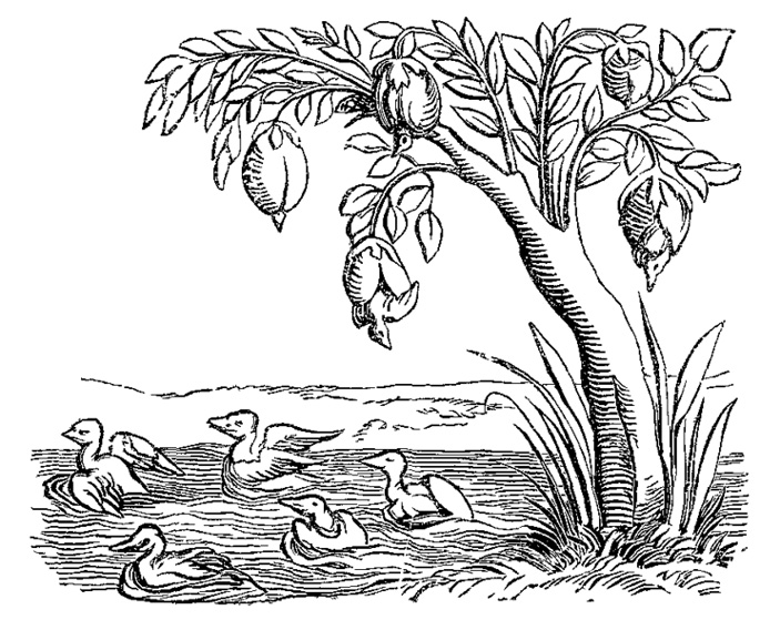 Превращение желудей в гусей