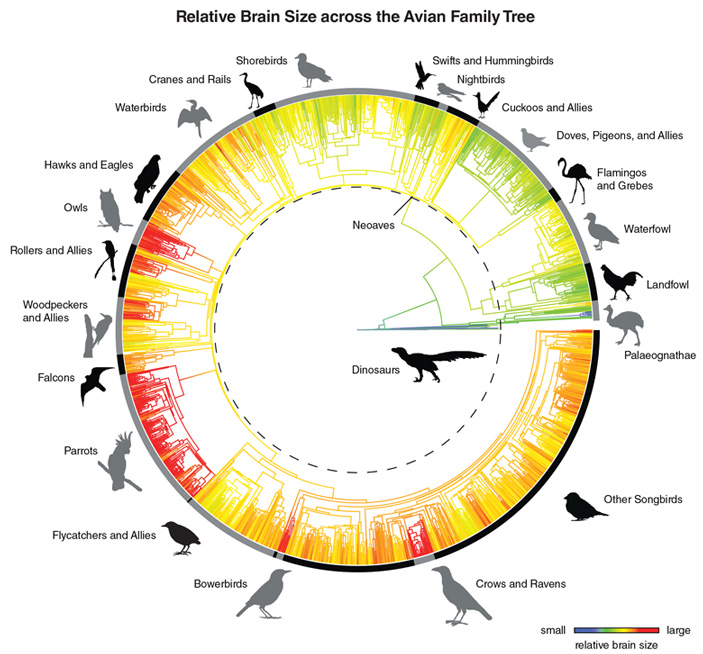 Рис. 3. Филогенетическое дерево птиц, на котором цветами указан относительный размер мозга