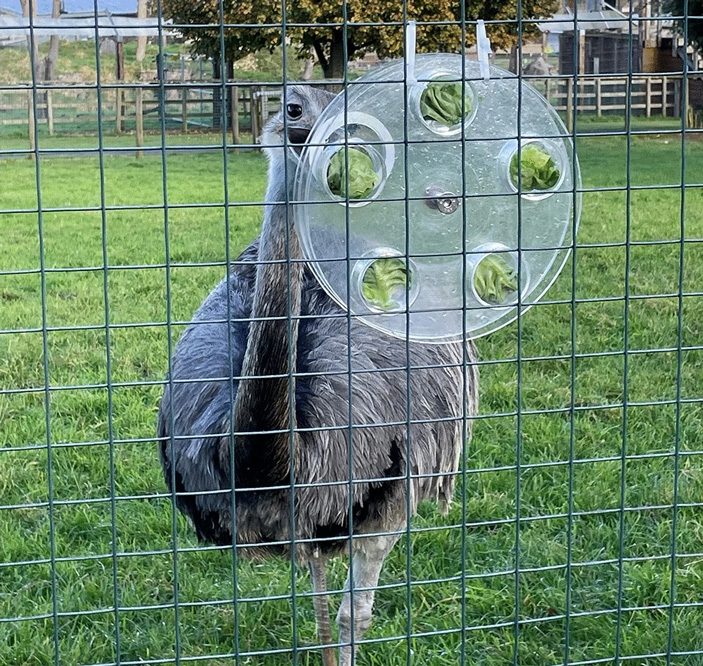 Рис. 4. Нанду выполняет задание