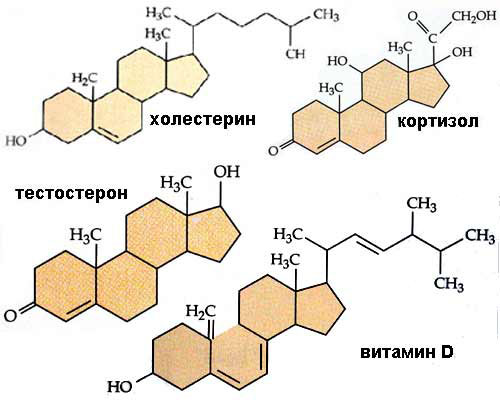 Близкие родственники: холестерин, гормоны и витамин D (изображение с сайта www.cbio.ru)