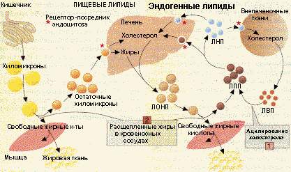 Транспортная функция липопротеидов (изображение с сайта www.cbio.ru)