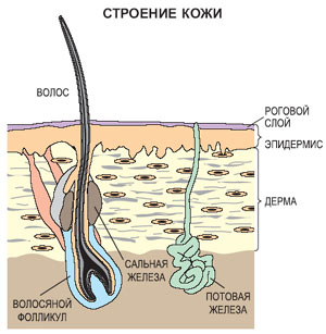 Кожа неоднородна по структуре. В ней выделяют три основных слоя: подкожную жировую клетчатку, дерму и эпидермис. Последний, в свою очередь, также подразделяют на несколько слоев