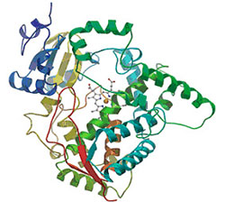 Ферменты системы цитохрома P450 отвечают за метаболизм большинства лекарственных феществ (изображение с сайта arrayit.com)
