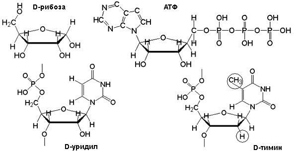 Рис. 5. Моносахарид рибоза — основа структуры нуклеотидов РНК и ДНК, а также аденозинтрифосфата (АТФ). Показаны структуры сходных нуклеотидов уридила (РНК) и тимина (ДНК)