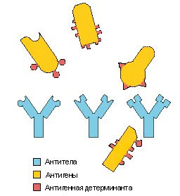 Антитела, производимые клетками иммунной системы, распознают чужеродные антигены и помечают их для уничтожения (изображение с сайта www.your-own-boss.net)