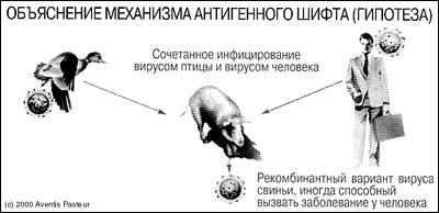 Считается, что большие мутации вируса, принципиально видоизменяющие его антигены (laquo;шифт», от англ. shift — «смена»), происходят в организме животных, когда в них одновременно проникают вирусы, поражающие человека, и вирусы, поражающие животных. В результате такого смешивания вирусов порождается принципиально новый тип вируса, опасный как для человека, так и для животных (изображение с сайта vaxigrip.ru)