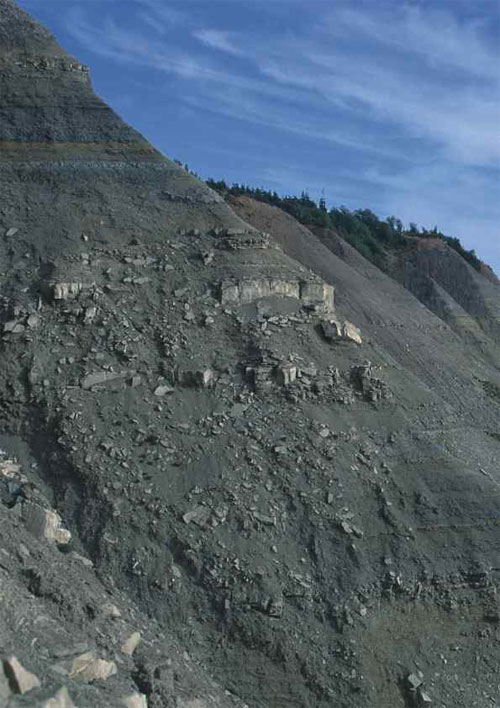 Отложения вендского периода (по современным представлениям их возраст — около 600 млн лет) на Зимнем берегу Белого моря (Архангельская область). Источник: Я. Е. Малаховская, А. Ю. Иванцов, Вендские жители земли. Фото с сайта macroevolution.narod.ru/vend.htm