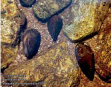 Жемчужница Margaritifera margaritifera