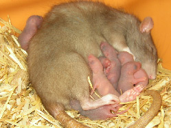 Хотя новорожденные животные — требовательные и весьма неприглядные на вид существа, ничто не сравнится с материнской преданностью им (фото с сайта antoineve.free.fr)