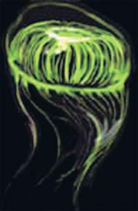 Медуза Aequorea Victoria в ультрафиолетовом освещении. Из тканей этого животного был впервые выделен зеленый флуоресцирующий белок экворин (фото из журнала «Наука и жизнь»)