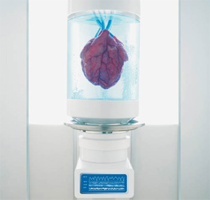 Возможно, самые молодые из читателей увидят первых пациентов с искусственно выращенным сердцем или глазом. Сейчас такая перспектива кажется хоть и отдаленной, но вполне реальной (изображение с сайта www.popmech.ru)