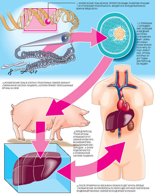 Одна из альтернатив выращиванию «собственных» органов - ксенотрансплантация, пересадка человеку органов ГМ-животных. Лучшие доноры - свиньи, они близки к человеку биохимически, и их органы подходят по размерам. Главное препятствие - реакция отторжения тканей. Возможное решение проблемы - введение в геном животных человеческих белков, подавляющих реакции синтеза белков, разрушающих чужеродные клетки. Считается, что для этого достаточно заменить в хромосомах свиней шесть генов (изображение с сайта www.popmech.ru)