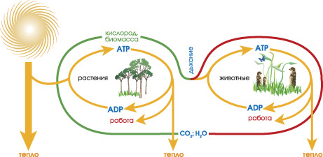 Поток энергии через живые организмы. Зеленая и красная линии – поток углерода. Желтая – поток энергии (фото: www.sciam.ru)