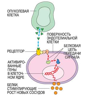 Фактор роста эндотелия сосудов (ФРЭС) синтезируется в растущей раковой опухоли. На поверхности эндотелиальных клеток, выстилающих кровеносные сосуды, ФРЭС взаимодействует с рецепторами. Сигнал с рецептора с помощью цепи биохимических реакций передается внутрь клетки на клеточное ядро, активируя гены, отвечающие за выработку белков – стимуляторов роста новых сосудов